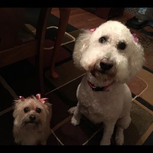 Meet your Posher, Kc